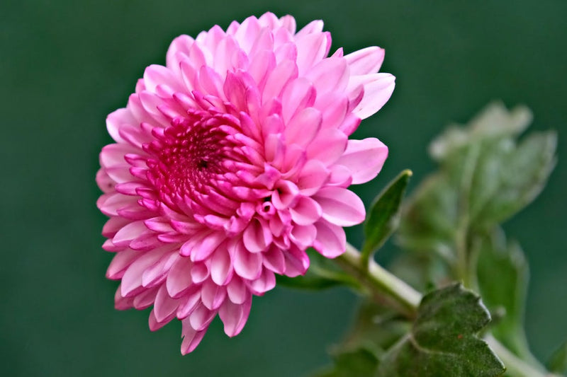 Purple and White Chrysanthemum Flower Seeds for Planting – Heirloom Non-GMO Garden Seeds