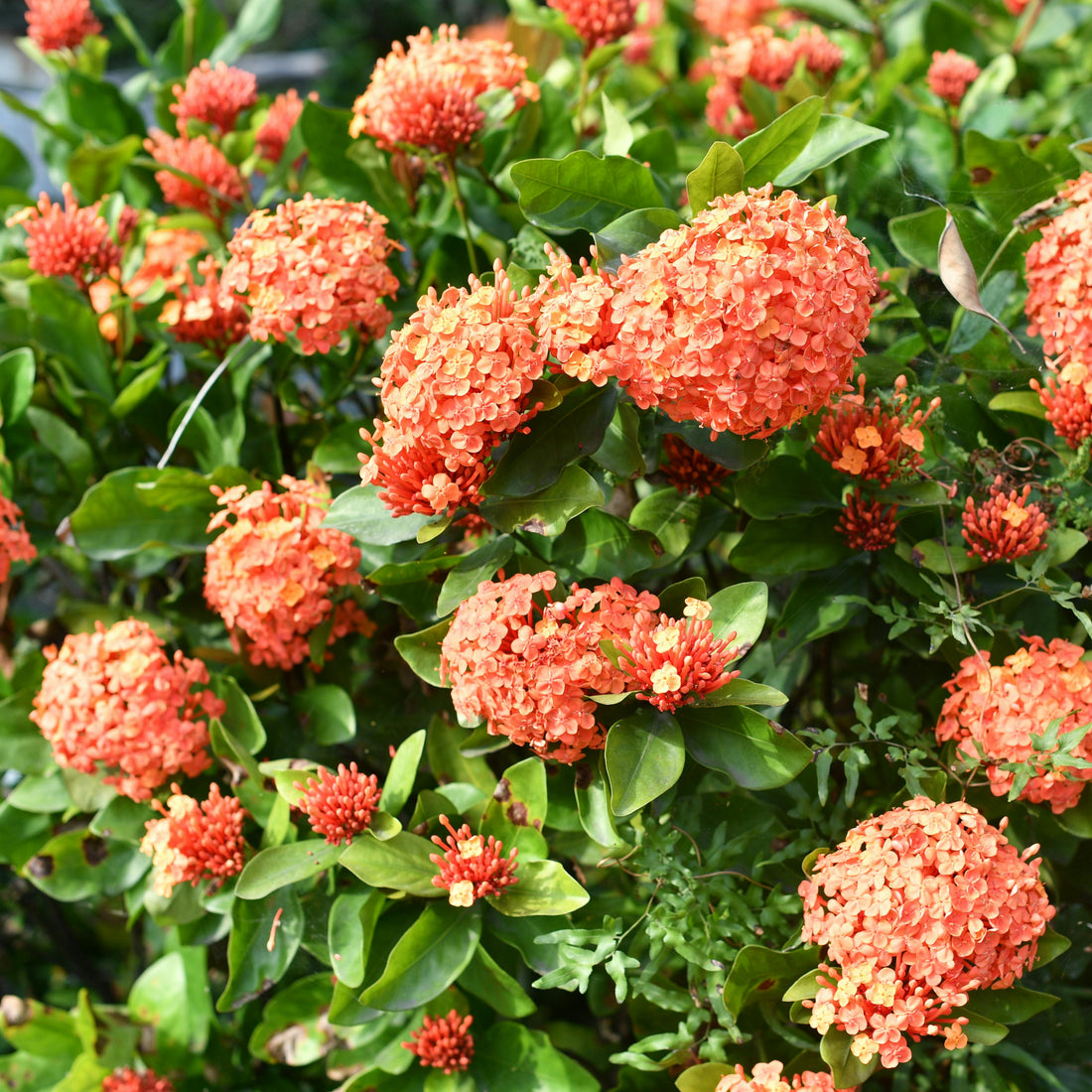 Light Orange flower seeds