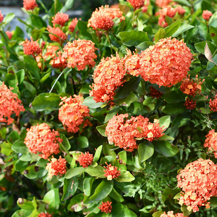 Hydrangea Orange flower seeds