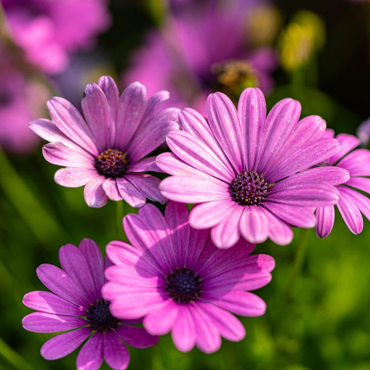 Lavender Osteospermum flower seeds