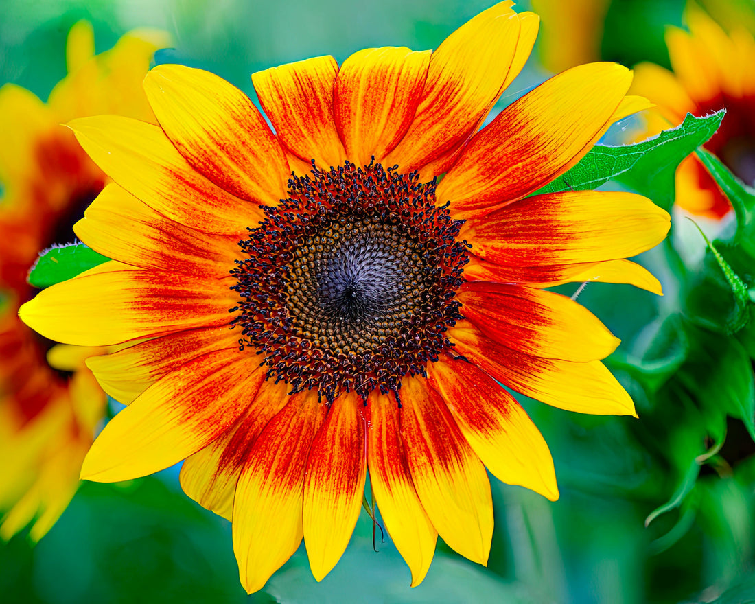 Red And flower seeds
