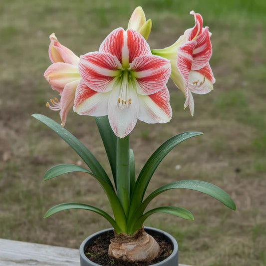 White and Red Hippeastrum Flower Seeds for Planting – Heirloom Non-GMO Garden Seeds