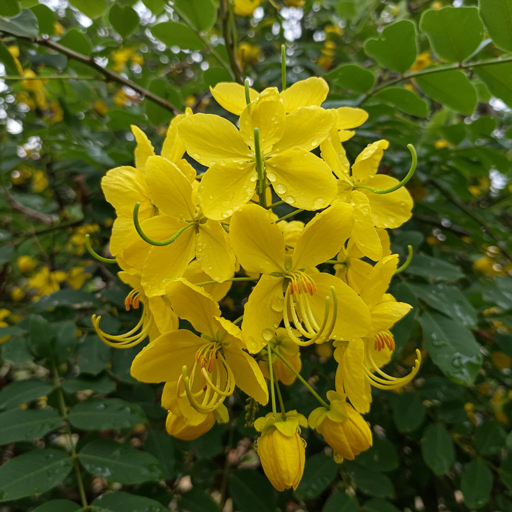 Yellow Cassia flower seeds
