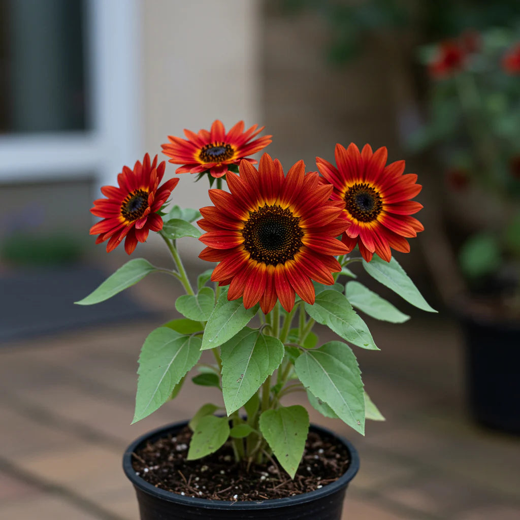 Red Mini flower seeds