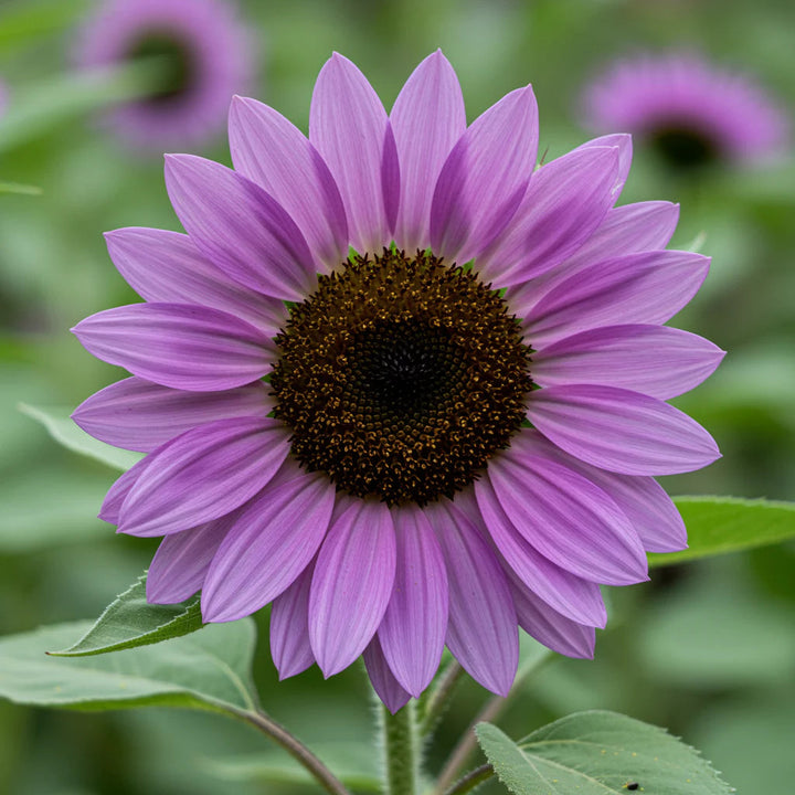 Violet Mini flower seeds