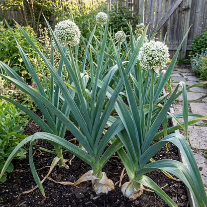 elephant garlic seeds