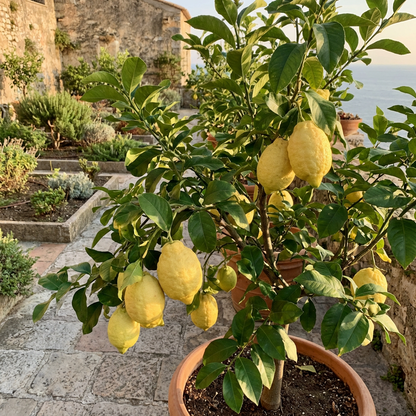 Italian Amalfi Lemon Fruit Seeds for Planting – Heirloom Non-GMO Lemon Garden Seeds