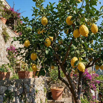 Italian Amalfi Lemon (Citrus limon) Seeds for Planting – Heirloom Lemon Seeds