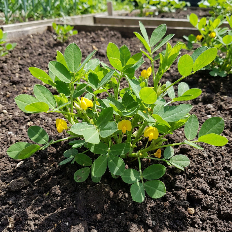 Groundnut Vegetable Seeds for Planting – Heirloom Non-GMO Garden Seeds