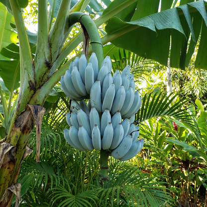 Blue Java Banana Seeds for Planting – Heirloom Non-GMO Tropical Banana Seeds