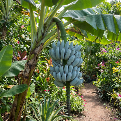 ice cream banana seeds