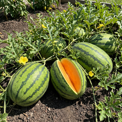 citrullus lanatus watermelon seeds