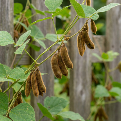 kudzu vine seeds