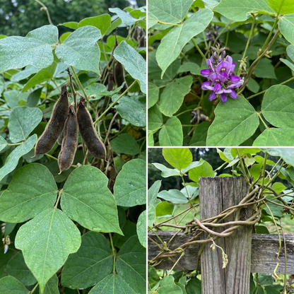 kudzu vine seeds