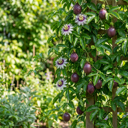 Purple Passion Fruit Seeds for Planting – Heirloom Non-GMO Seeds