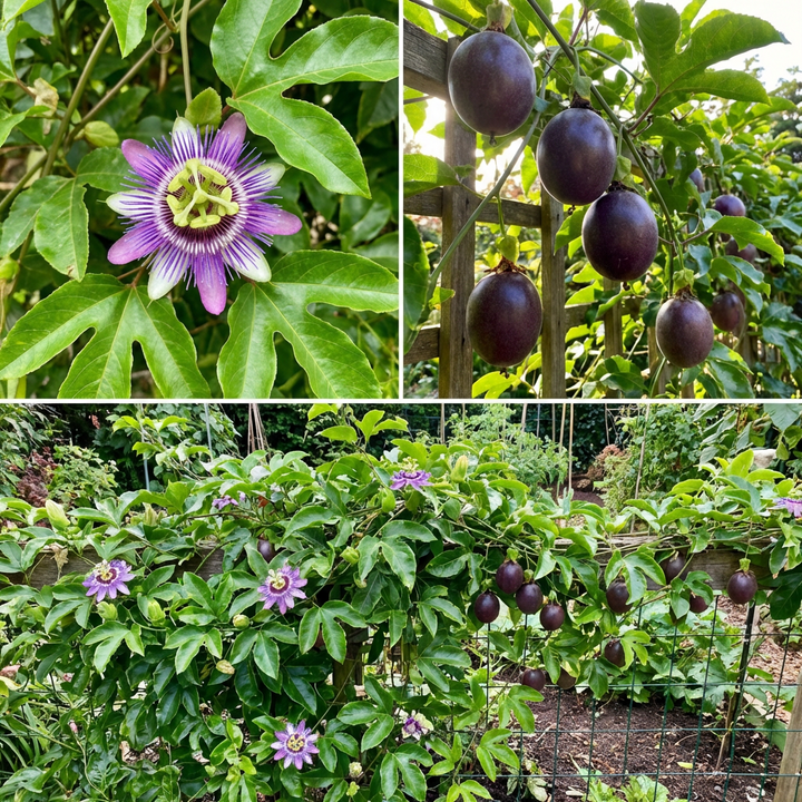 purple passion fruit vine seeds