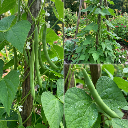 green tepary bean seeds