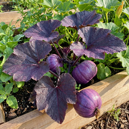 purple pumpkin seeds