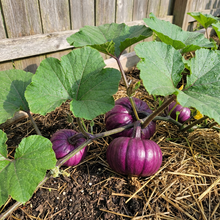 purple pumpkin seeds