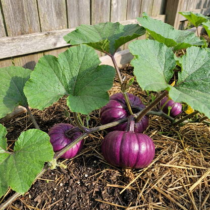 Purple Pumpkin Vegetable Seeds for Home Garden – Heirloom Non-GMO Garden Seeds
