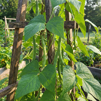 missouri wonder pole bean seeds
