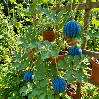 Blue Watermelon Fruit Seeds – Heirloom Non-GMO Watermelon Seeds