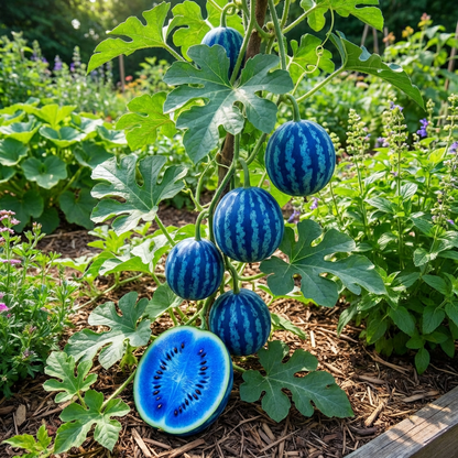 Blue Watermelon Garden Seeds – Rare Summer Fruit Seeds