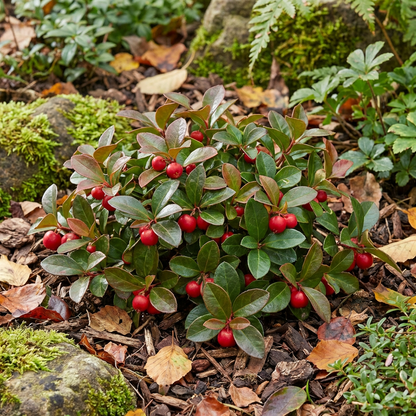 Red Wintergreen Fruit Seeds – Non-GMO Hardy Garden Seeds