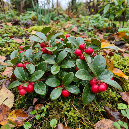 Red Wintergreen Garden Seeds – Heirloom Berry Plant Seeds