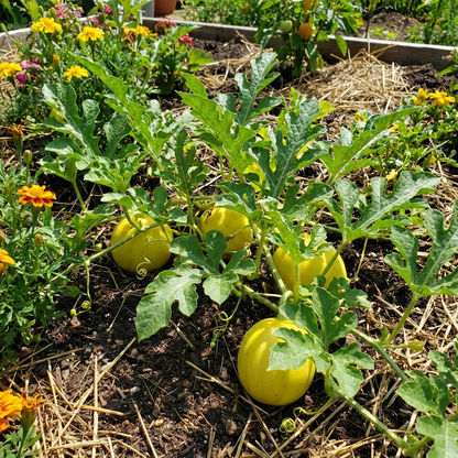 Yellow Watermelon Fruit Seeds – Heirloom Non-GMO Seeds