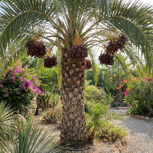 medjool date palm seeds