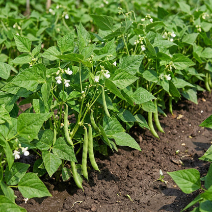 white tepary bean seeds