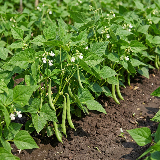 white tepary bean seeds