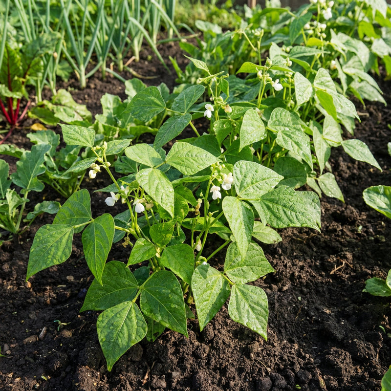 White Tepary Bean Vegetable Seeds for Dry Gardens – Heirloom Non-GMO Garden Seeds