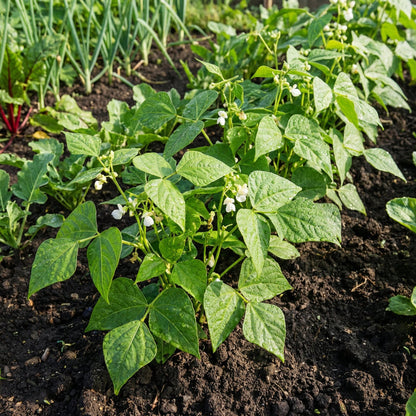 White Tepary Bean Vegetable Seeds for Dry Gardens – Heirloom Non-GMO Garden Seeds
