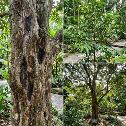 Agarwood Tree Seeds for Planting – Aquilaria Malaccensis Tropical Tree Seeds