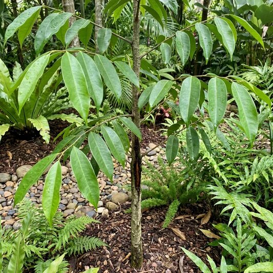 Agarwood Tree Seeds for Planting – Aquilaria Malaccensis Tropical Tree Seeds