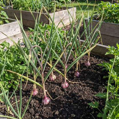 black garlic seeds