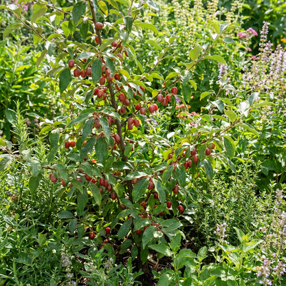 Goumi Berry Fruit Seeds for Planting – Heirloom Berry Seeds