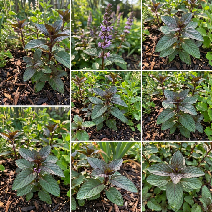 Chocolate Mint Herb Seeds for Planting – Heirloom Non-GMO Garden Seeds