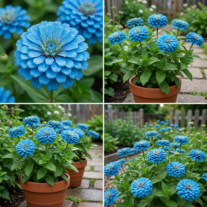 Sky Blue flower seeds