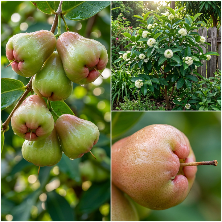 rose apple fruit seeds