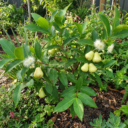 Syzygium Jambos Seeds for Planting – Rose Apple Tree Seeds