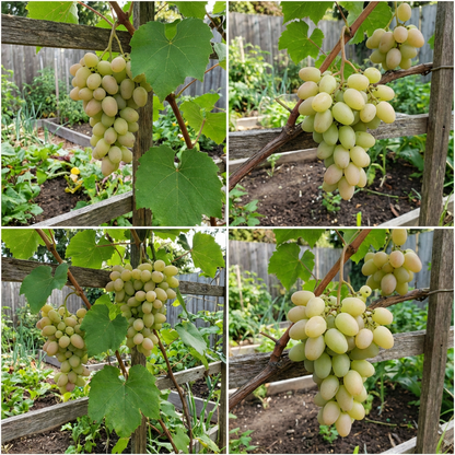 Heirloom Cotton Candy Grape Seeds – Non-GMO Vine Garden Seeds