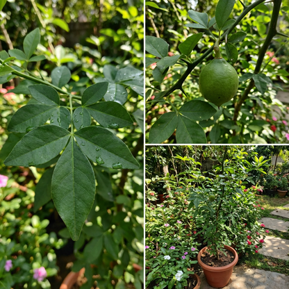 bael fruit seeds