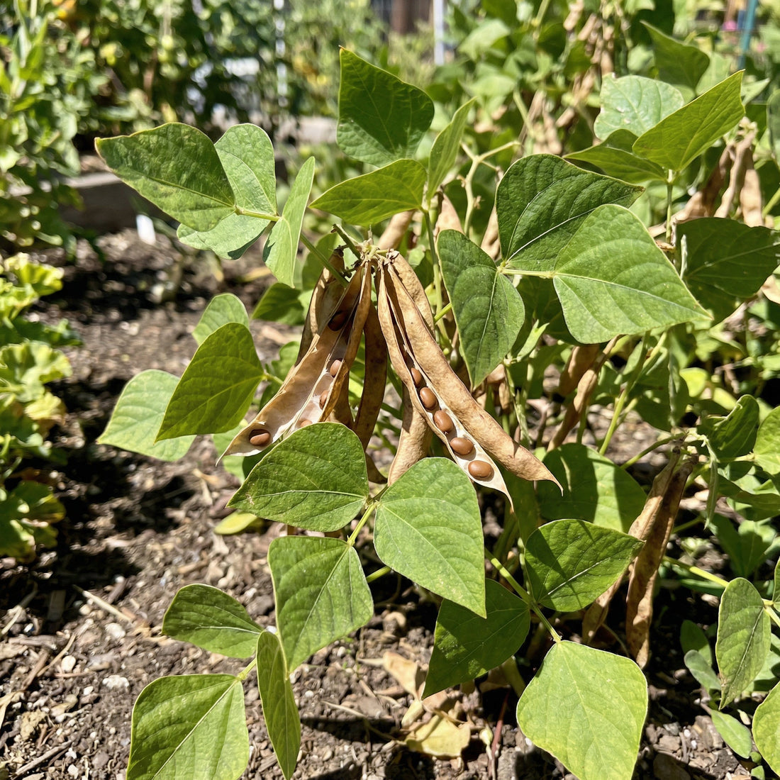 brown tepary bean seeds