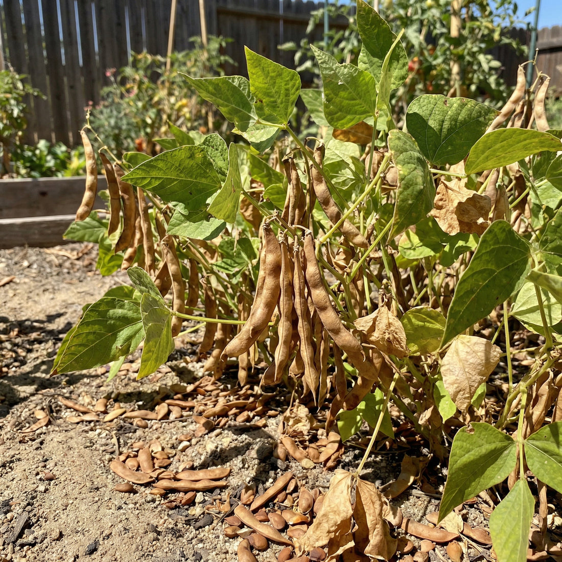 brown tepary bean seeds
