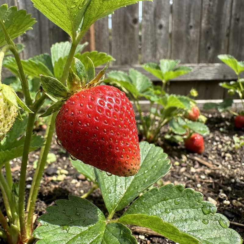 Albion Strawberry Fruit Seeds for Planting – Heirloom Non-GMO Strawberry Seeds
