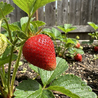 Albion Strawberry Fruit Seeds for Planting – Heirloom Non-GMO Strawberry Seeds