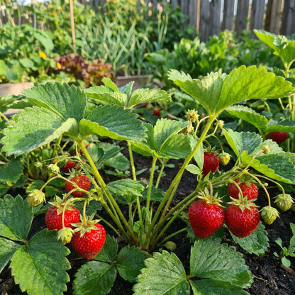 non gmo strawberry seeds